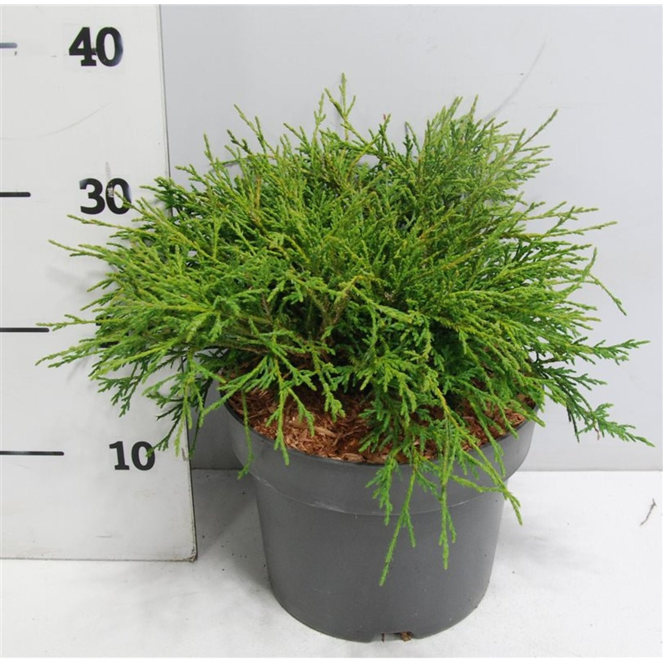 Ädelcypress – Chamaecyparis pisifera 'Filifera Nana' - C5 30-40 CM